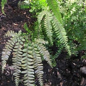 220 Maidenhair Fern Spores Seeds