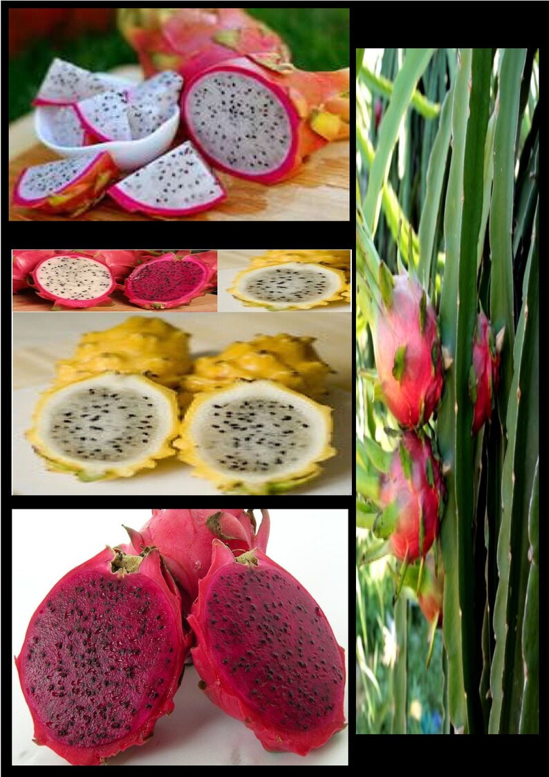 25 Dragon Fruit Pitaya Seeds Mixed Varieties Edible Fruit ...