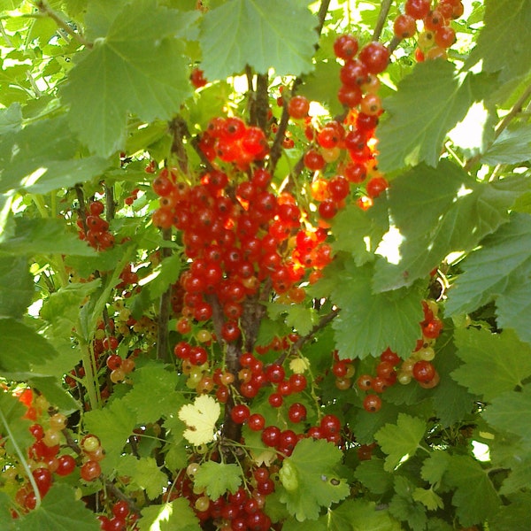 25 Red Lake Currant Seeds