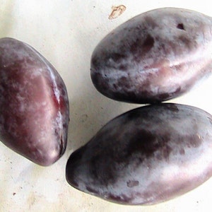 May include: Three oval-shaped plums with smooth, dark purple skin featuring subtle lighter violet dusting. The fruit displays a deep, rich colour palette with slight variations in tone across the surface, showcasing a natural, elongated shape.