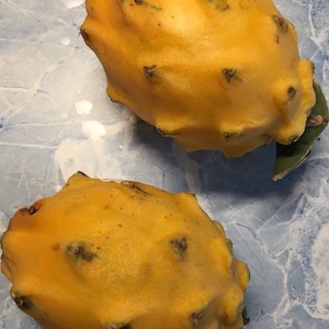 Pianta Pitaya di frutto del drago giallo senza spine alta 3 pollici - senza spine affilate