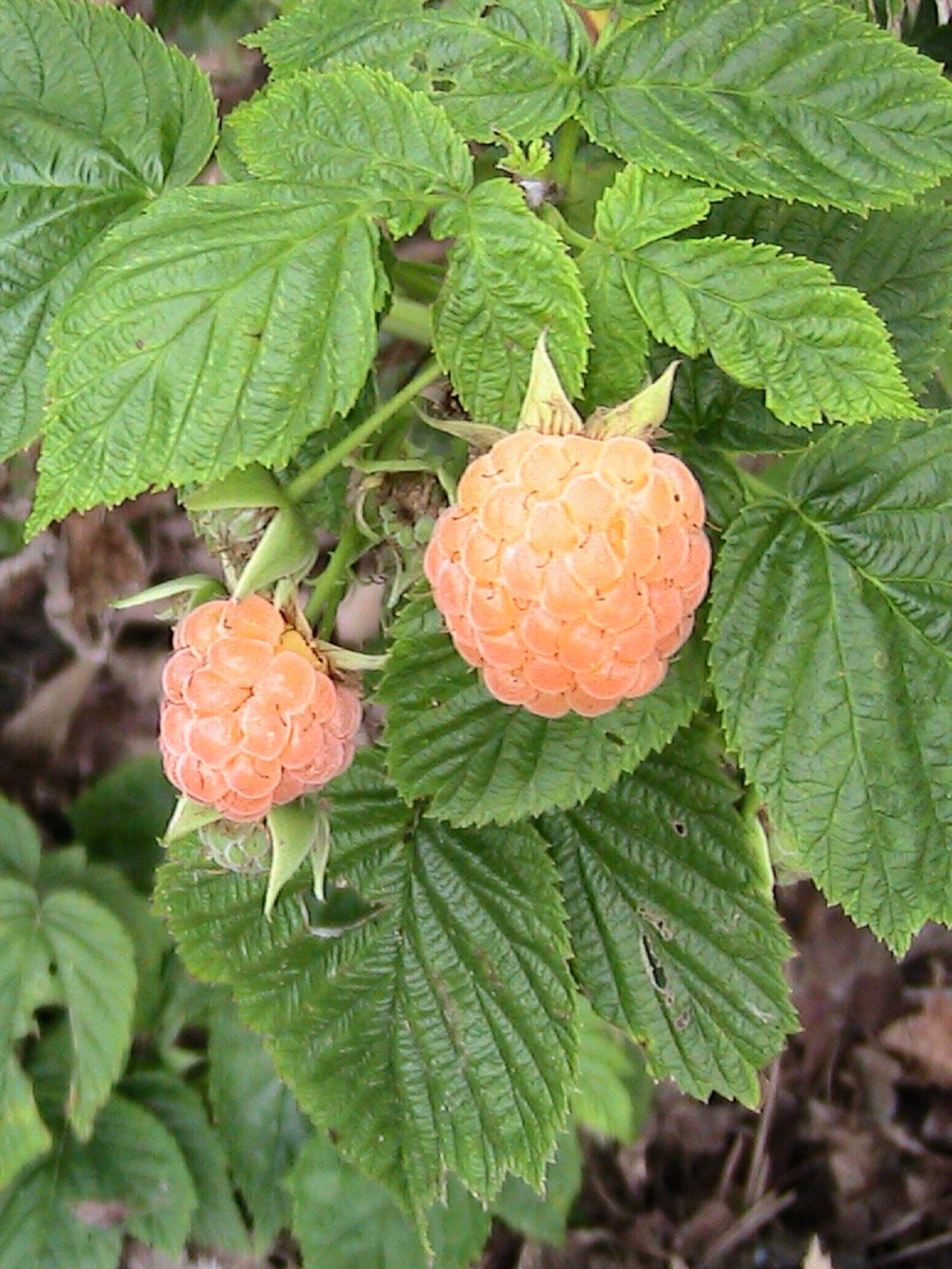 10 Fall Gold Raspberry Seeds Etsy