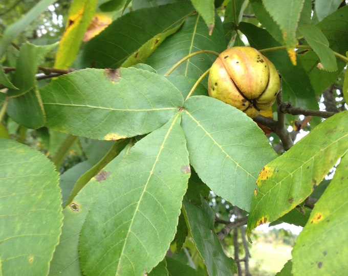 5 Shellbark Hickory Tree Seeds Var Fayetthardwood Edible Nut Bearing
