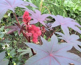 5 Dwarf Red Spire Castor Seeds -Dark Burgundy Color Foliage