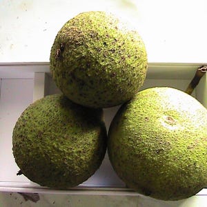 May include: Three green, round fruits with textured skin, possibly walnuts, are arranged in a white container. The fruits have a speckled appearance and vary slightly in size. One fruit has a small stem attached.