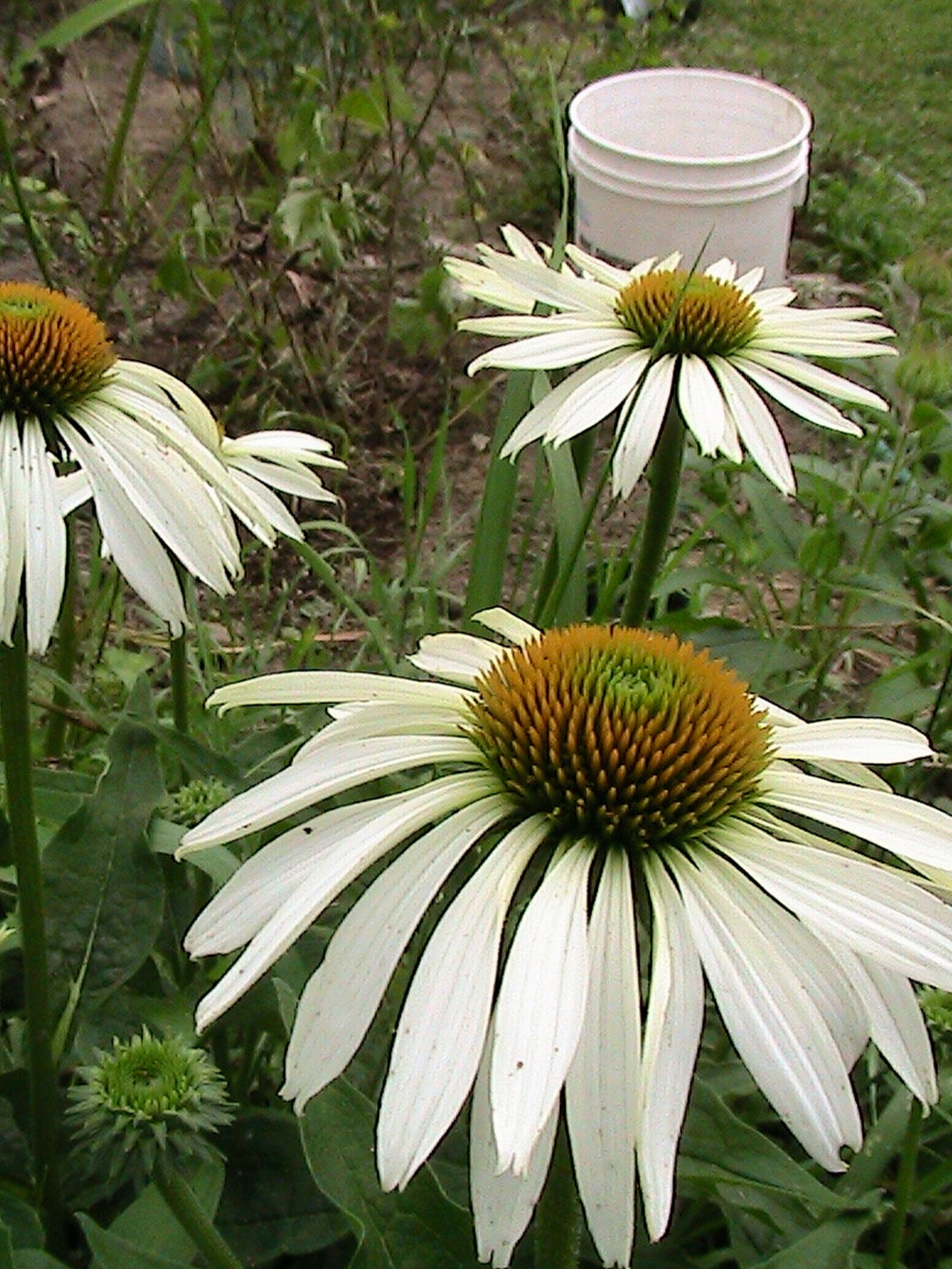 10 White Swan Echinacea Coneflower Seeds attracts Butterflies Etsy