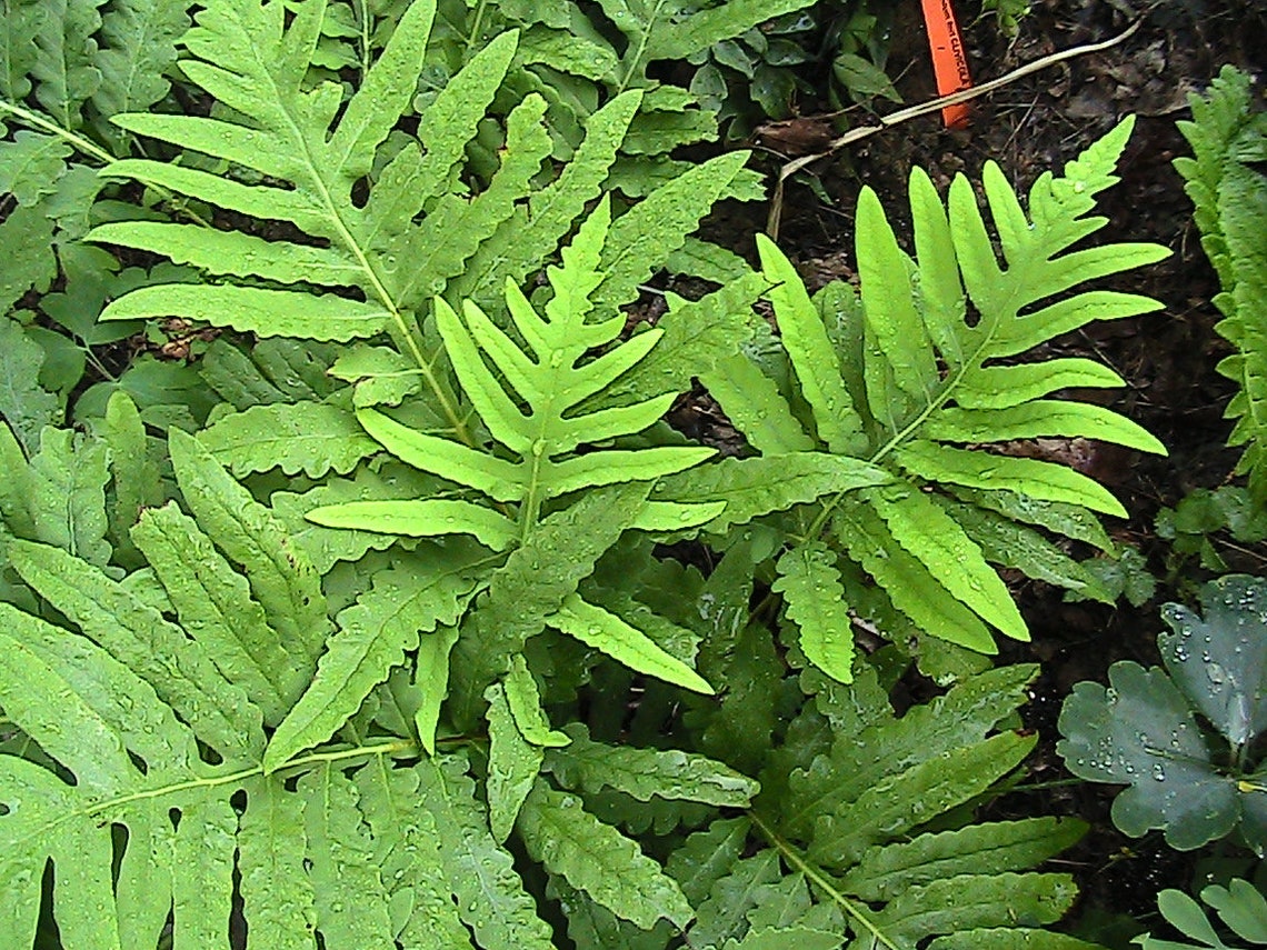 200 Sensitive Fern Spores/Seeds FiddleHead Fern Etsy