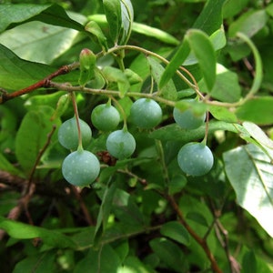 10 Deerberry Seeds, Native Berry bush.