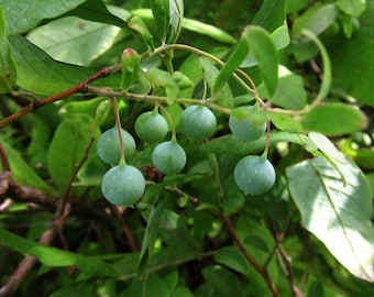 10 Deerberry Seeds, Native Berry bush.