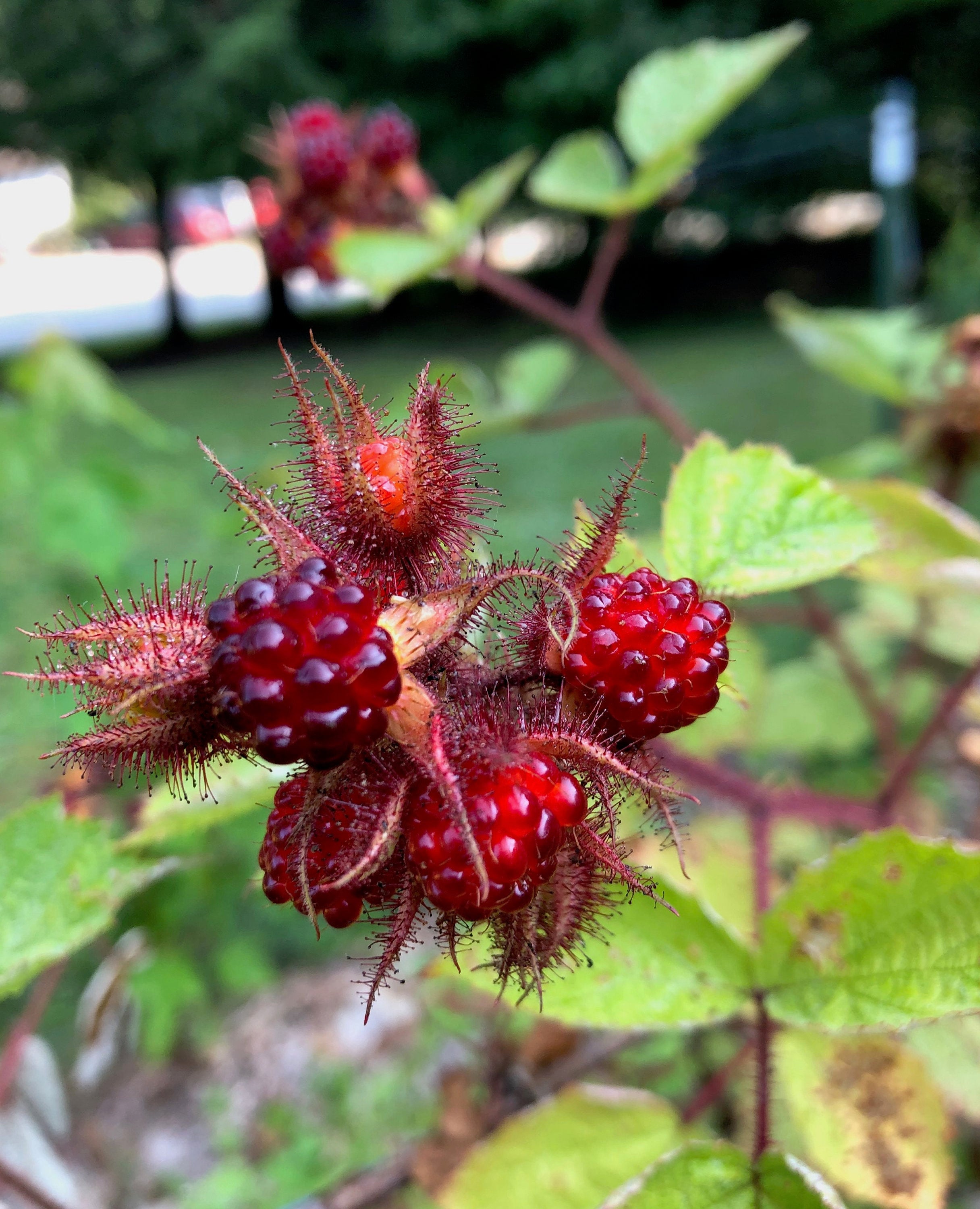 Japanese Wineberry 5+ Seeds -also Known as Loganberry, Western Blackberry -  Etsy
