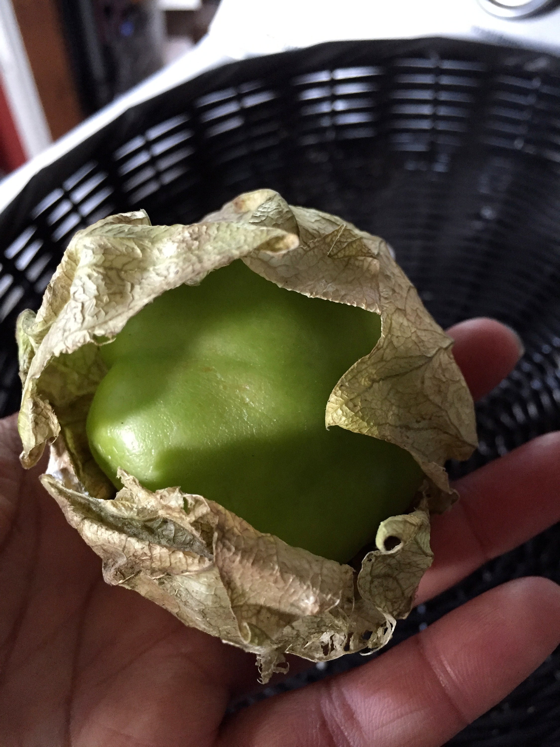 10 Cisneros Tomatillo Seeds large Tomatillos Etsy