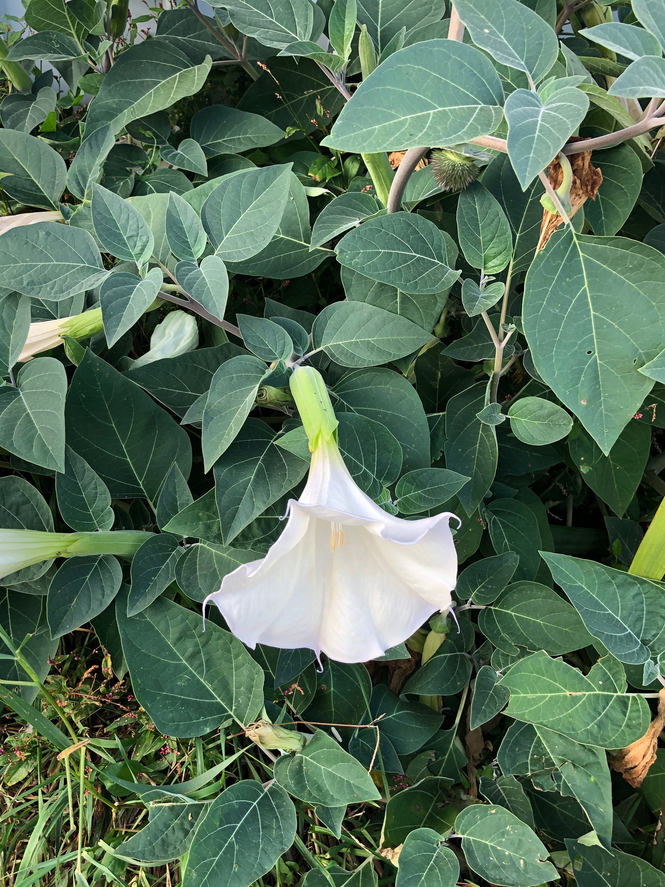 5 White Angel's Trumpet Seeds Perennial Trumpet Flower. Etsy