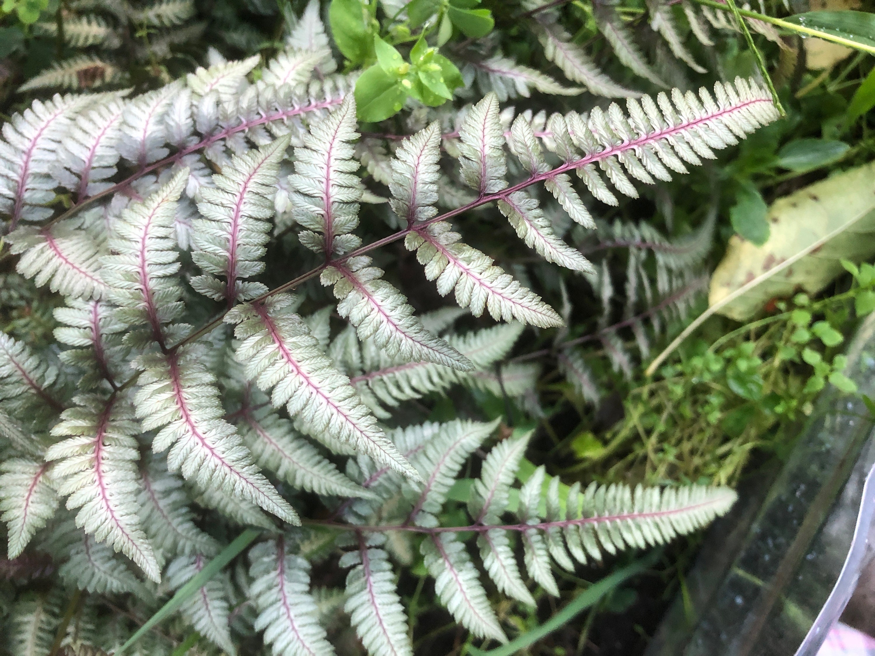 200 Japanese Painted Fern Spores/Seeds