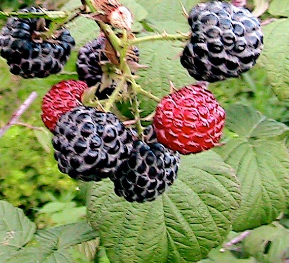 Blackcap Raspberry - Bare Root Bundle