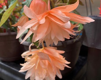 Engel Frills Tuberous Begonia 15 Samen -Pink Pfirsich Orange Mix