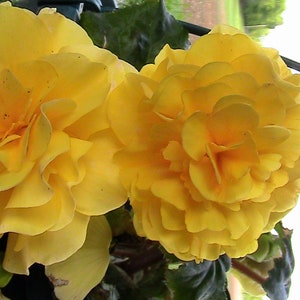 3 Pack Begonia Seeds Gift Bundle - Tuberous, Angel Wing, Wax