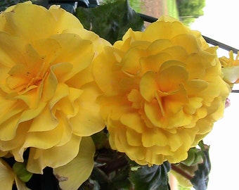 Begonia Gift 3 Pack Bundle Seeds -Tuberous, Angel Wing, & Wax