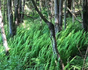 Marginal Woodfern Fern Starter Plant (Dryopteris marginalis)