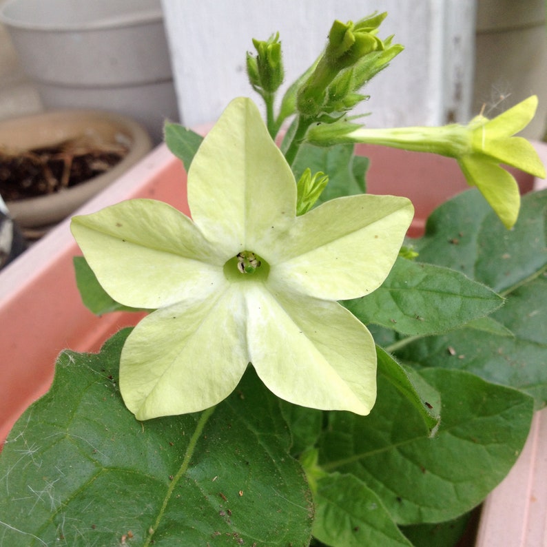 Artistic Nicotiana Seeds Capture Art Artistic Nicotiana Seeds Capture Art