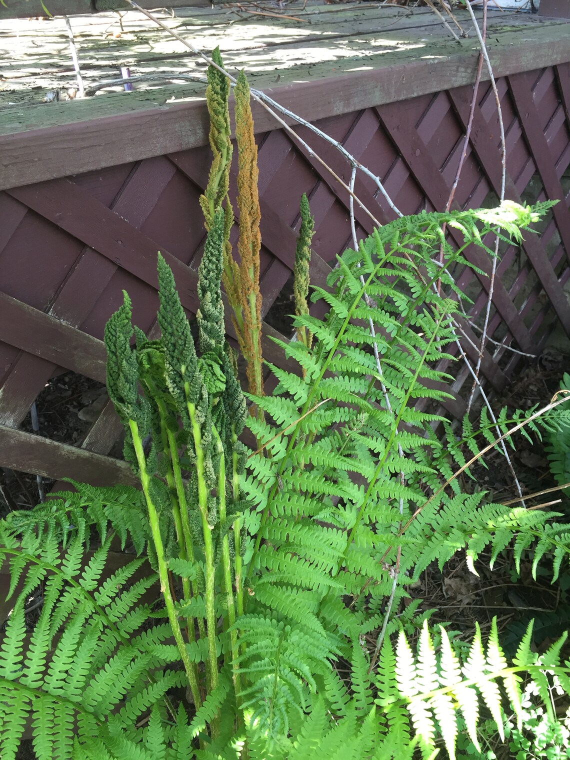 200 Cinnamon Fern Spores/seeds fiddlehead Fern Etsy Canada