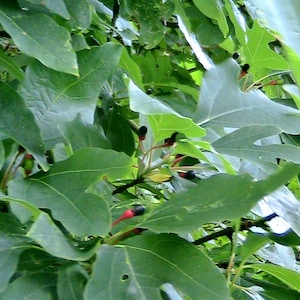 5 Sassafras albidum Seeds - Grow Your Own Trees