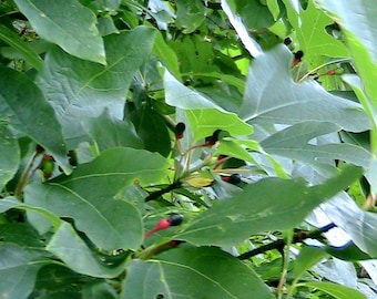 5 Sassafras albidum Seeds - Grow Your Own Trees