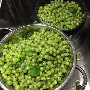 3 Pack Gift Assortment of 15+Gooseberry Seeds -Pixwell Red, Green, and Black Gooseberry