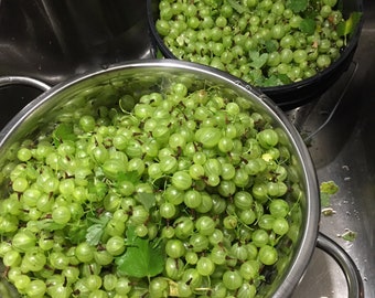 3 Pack Gift Assortment of 15+Gooseberry Seeds -Pixwell Red, Green, and Black Gooseberry
