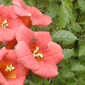 15 Orange Trumpet Vine Seeds Campsis Radicans image 3