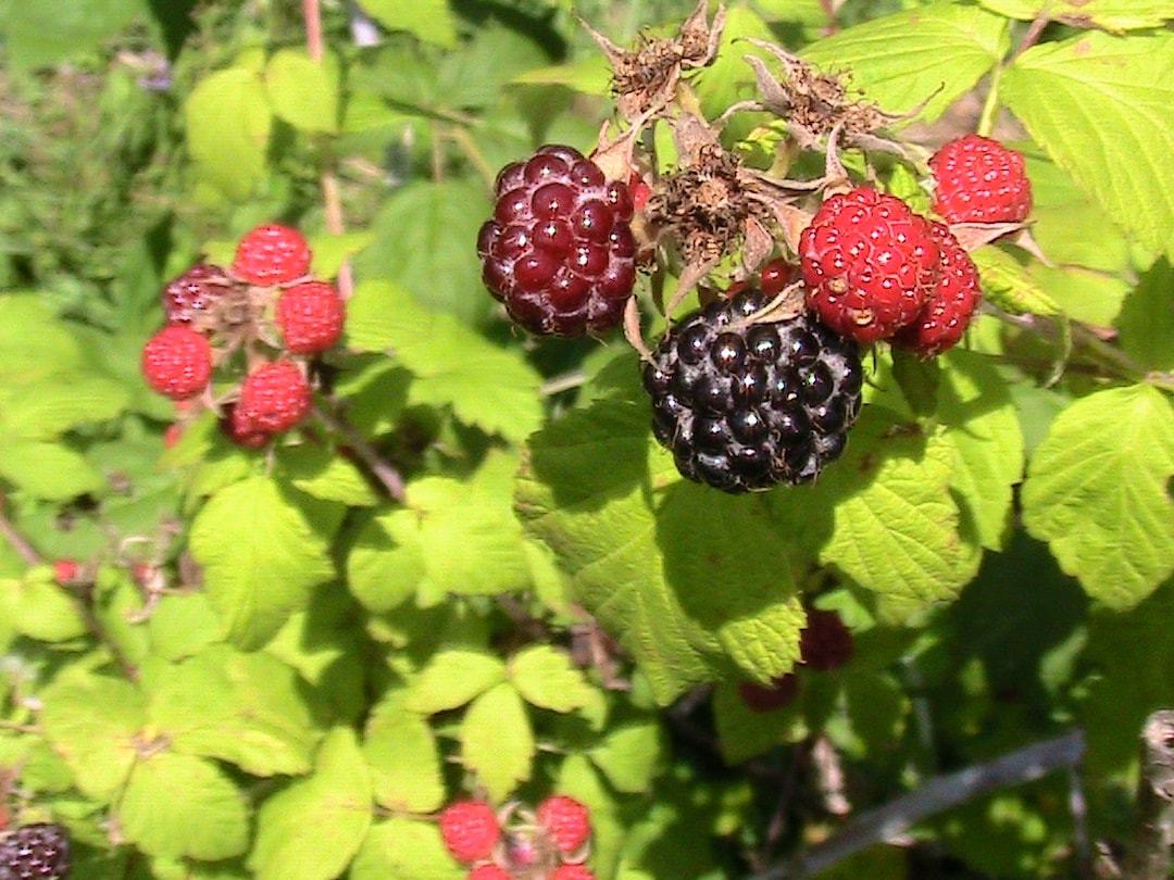50 Brandywine Raspberry Seeds Etsy