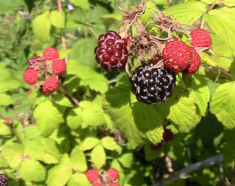 50 graines de framboises au brandywine