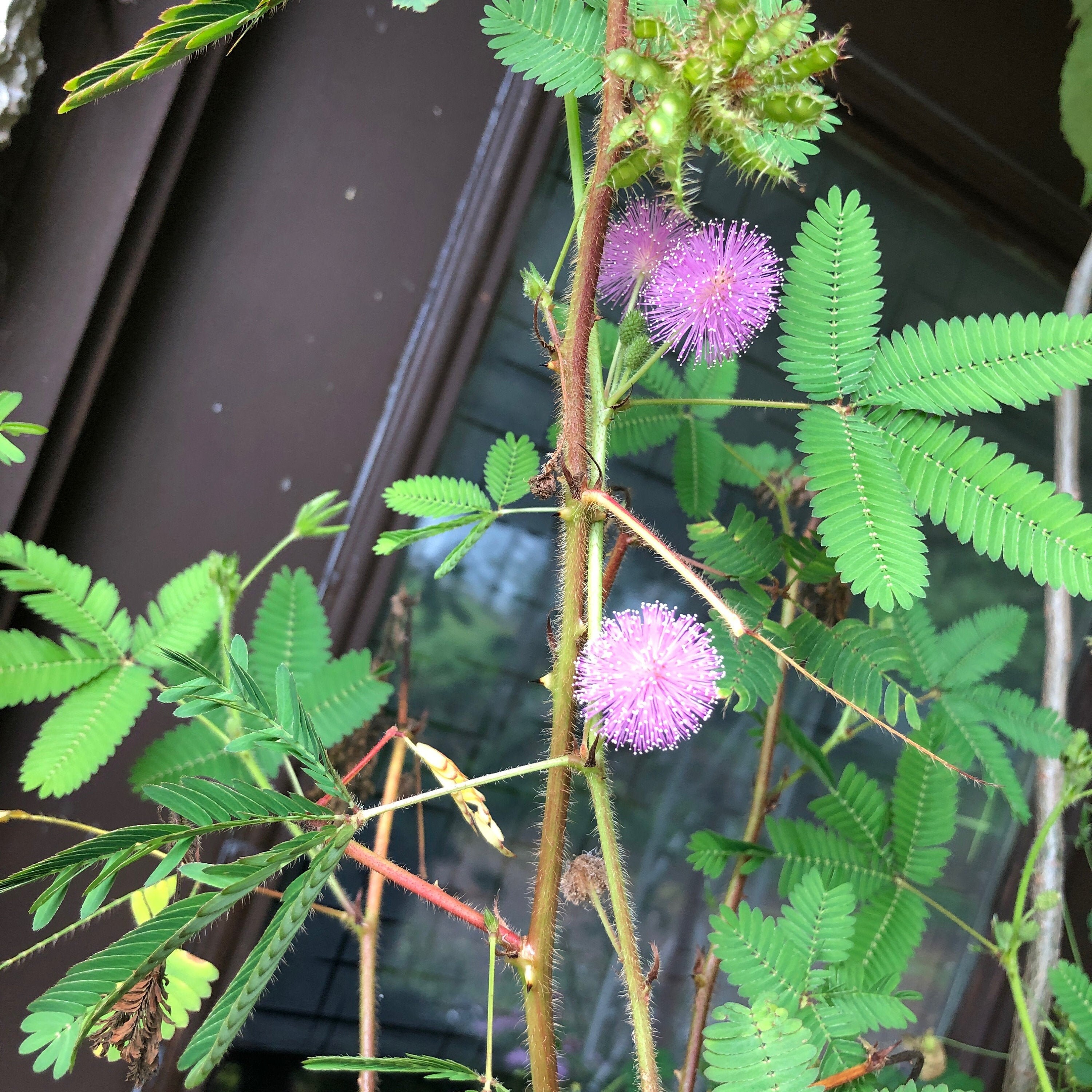10 Mimosa Pudica Sensitive Plant Seeds | Etsy