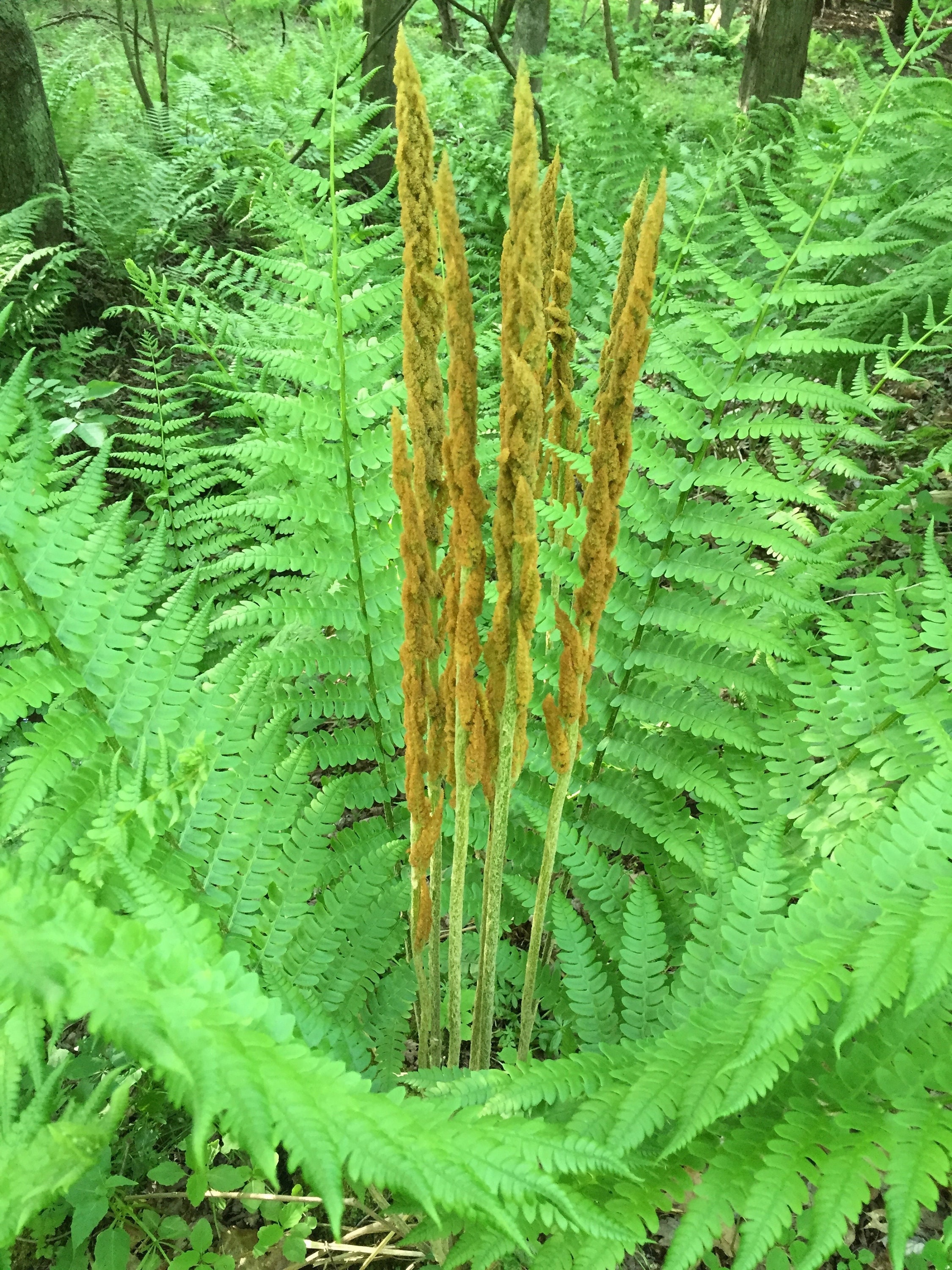 200 Cinnamon Fern Spores/seeds fiddlehead Fern Etsy Canada