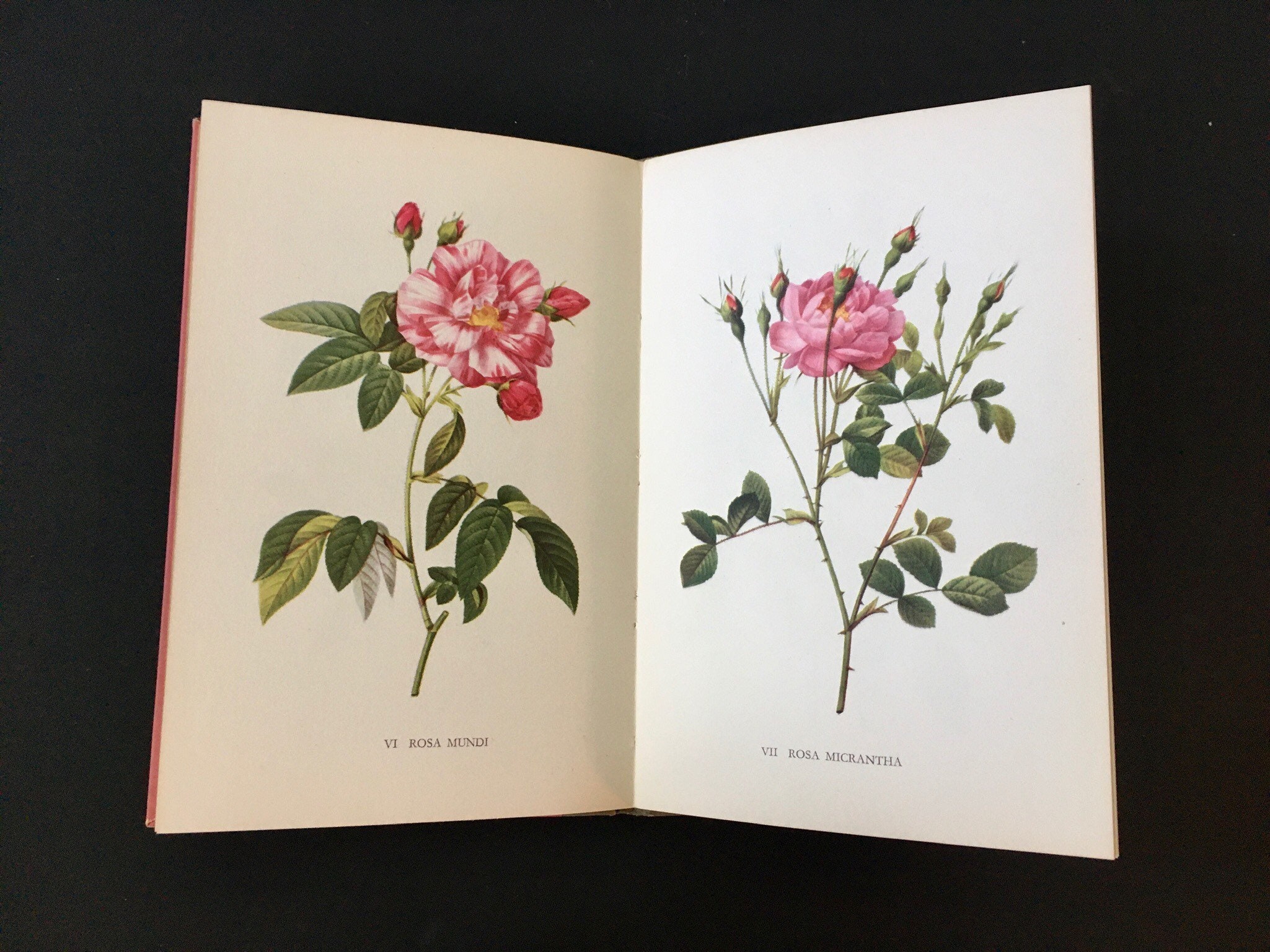 A Book of Roses Etsy