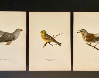 Antique Bird Prints by Wilhelm and Magnus Von Wright