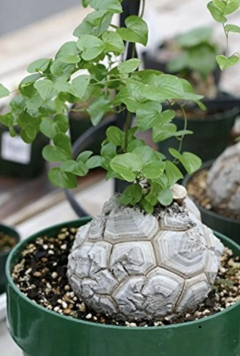 Live rooted rare Dioscorea elephantis elephants foot plant in Etsy