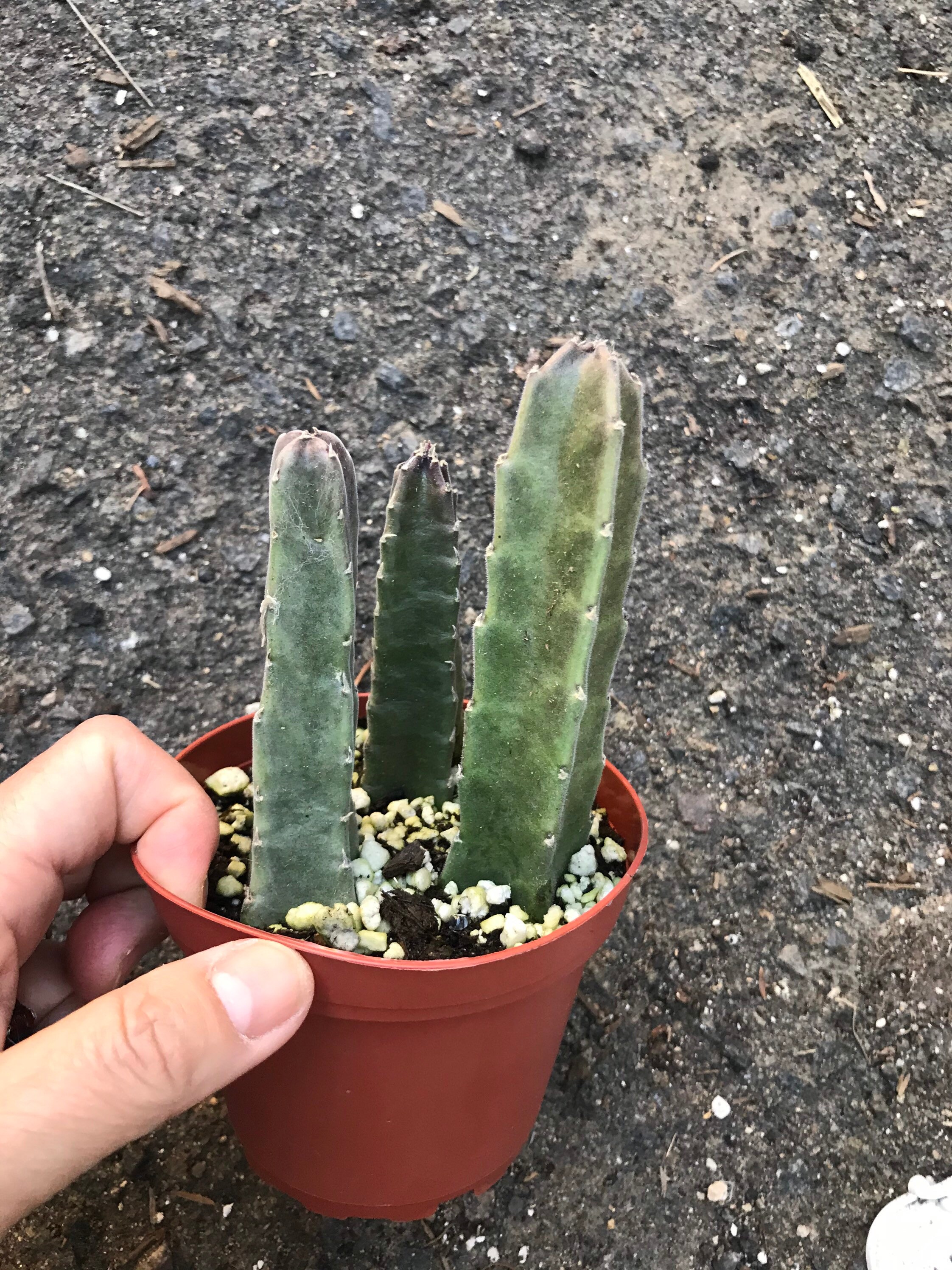 Stapelia live plant star flower Etsy
