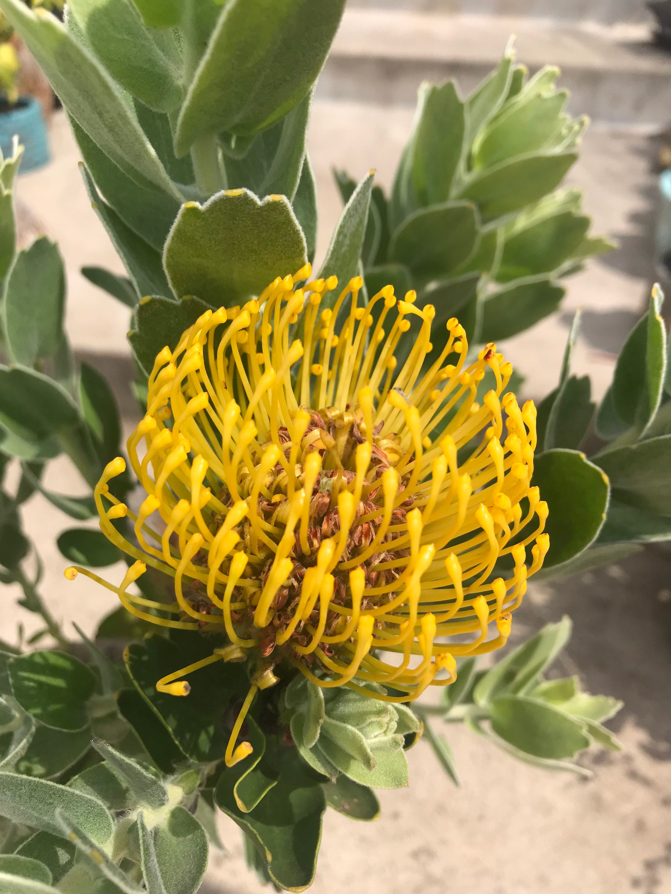 Protea Pin cushion protea 20 tall live plant yellow Etsy