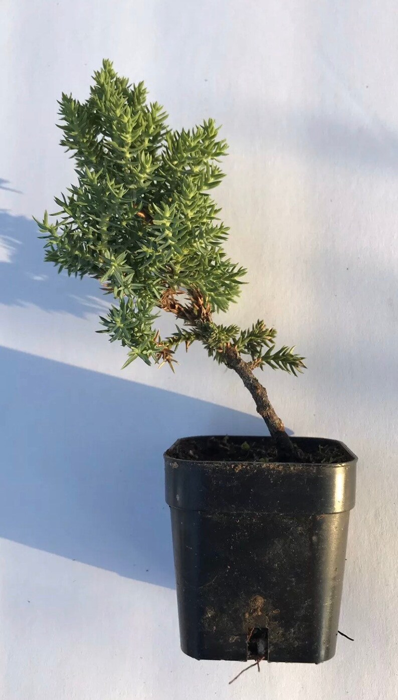 Pre Bonsai Tree Live RootedJapanese Dwarf Juniper Fully Etsy