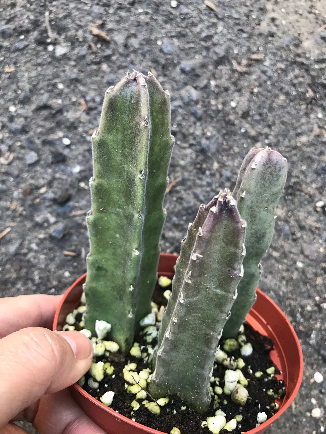 Stapelia live plant star flower Etsy