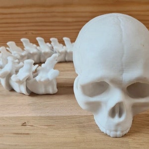 Puede incluir: Un modelo de plástico blanco de un cráneo humano y una sección de columna vertebral.