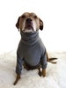 Big Dog Clothes Athletic Gray Sweatshirt Pullover Turtleneck Large Shirt Sweater Coat 