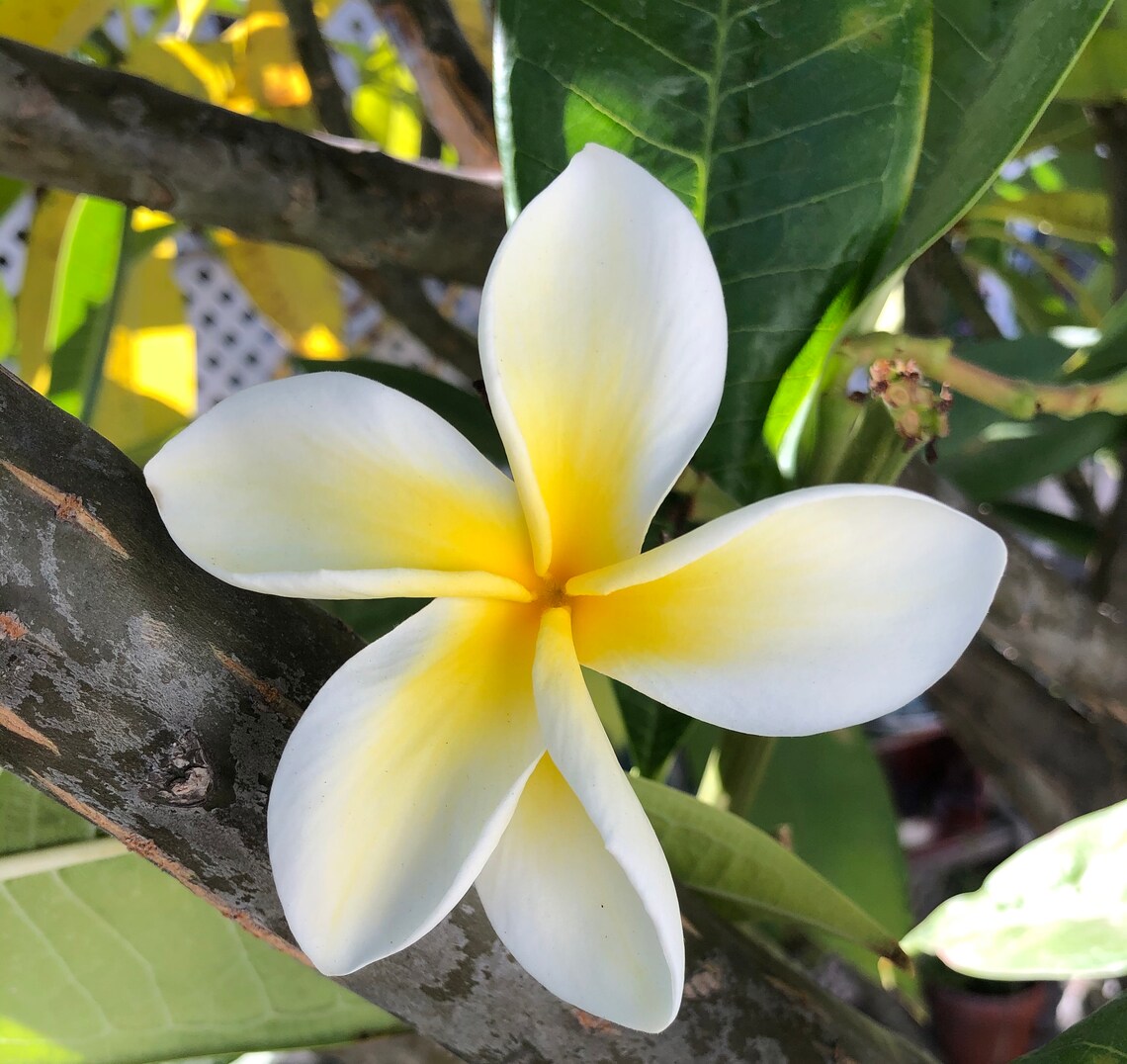 Plumeria Flower Essence Etsy