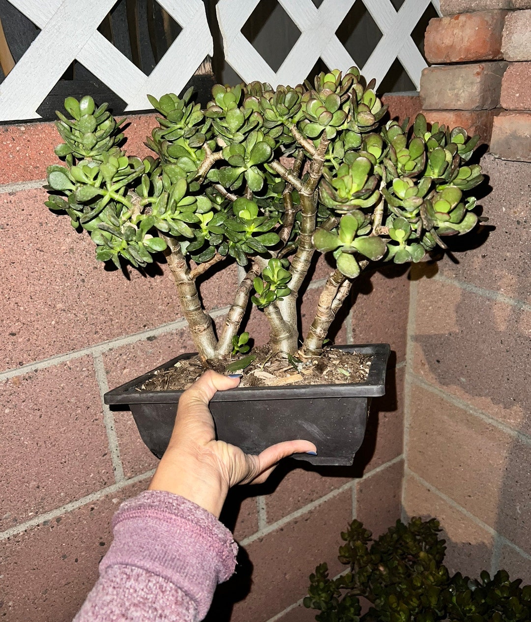 Crassula Ovata Minima Bonsai Tree Jade Plant Feng Shui Plant Etsy