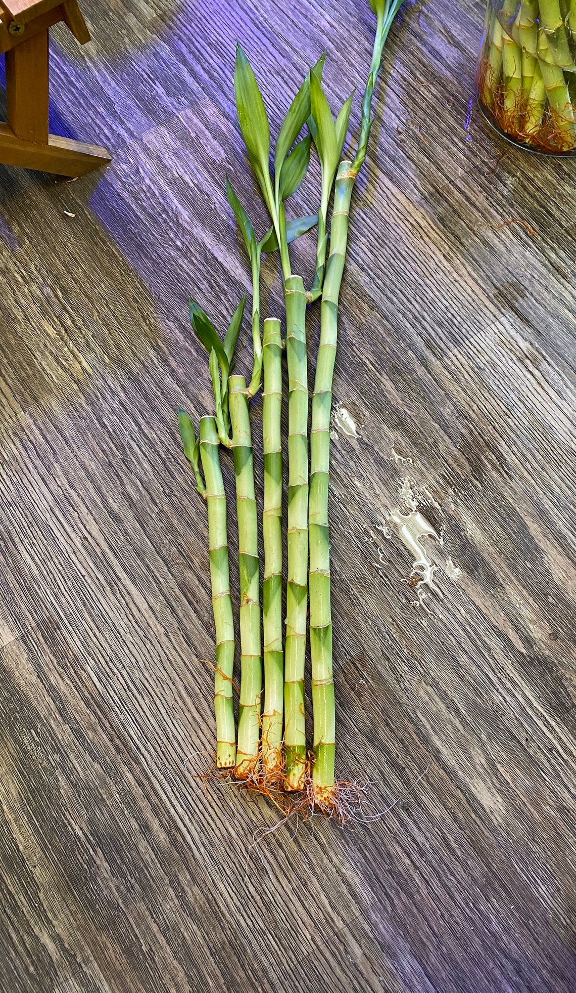 5 Lucky Bamboo House Plant Indoor Plant Etsy