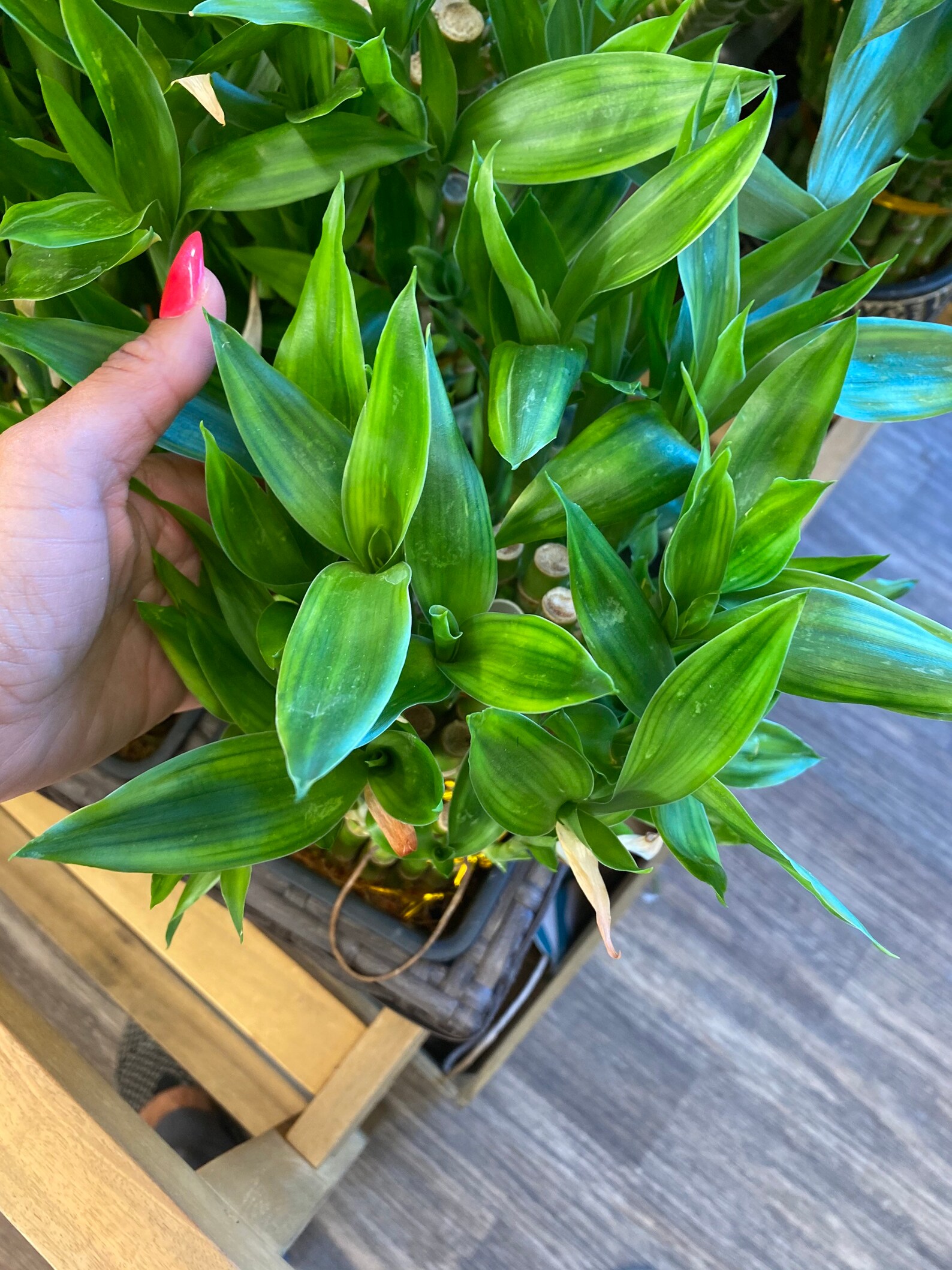 3 tier bamboo lucky bamboo house plant indoor plant 5 bamboos Etsy