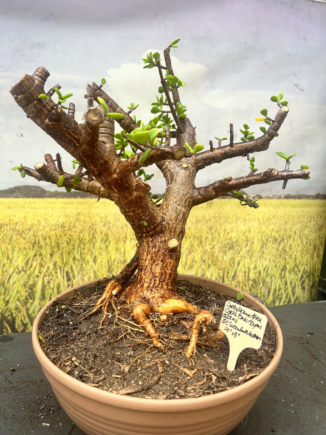 Portulacaria Afra Cork Bark Dwarf Jade Tree Dwarf Jade 50 Etsy