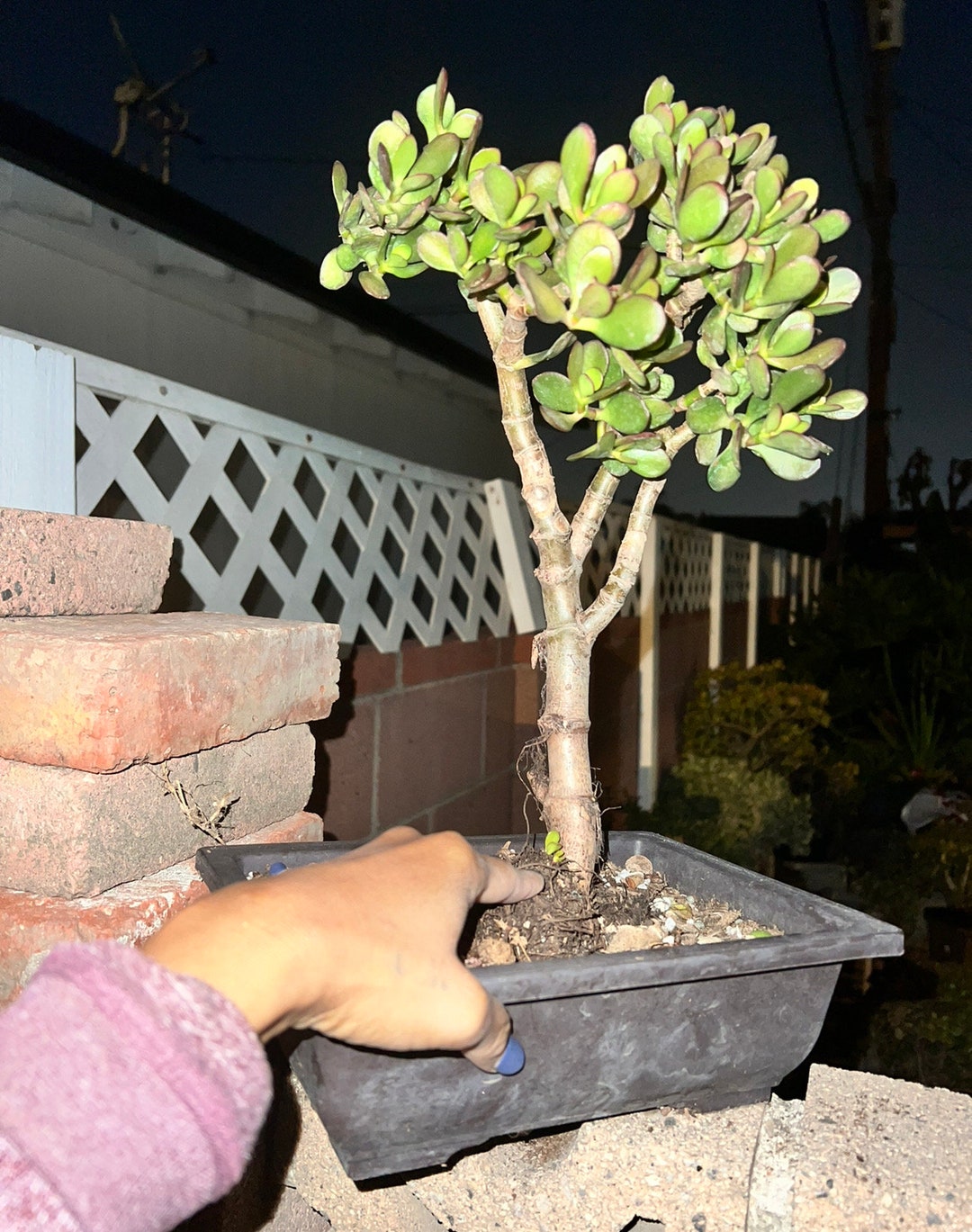 Crassula Ovata Minima Bonsai Tree Jade Plant Feng Shui Plant Etsy