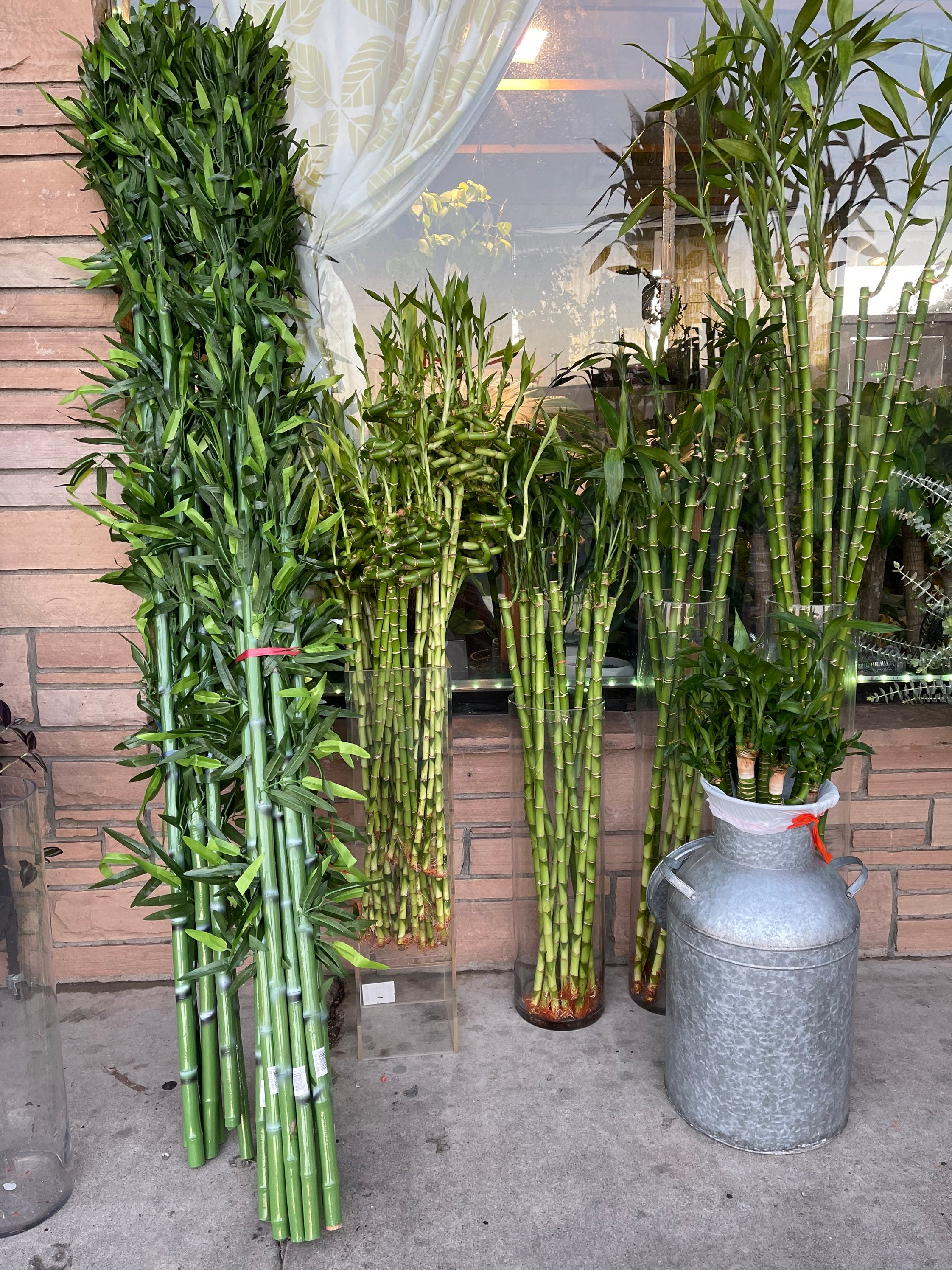 Sale! 1, 36-48 Inches Lucky Bamboo Stick House Plant Indoor Plant - Etsy