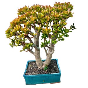 Sale! Crassula Ovata Hobbit Bonsai Tree Jade Bonsai Jade Gollum Jade 45  Years Old - Etsy Denmark